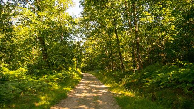 Sentier de la croix du loup