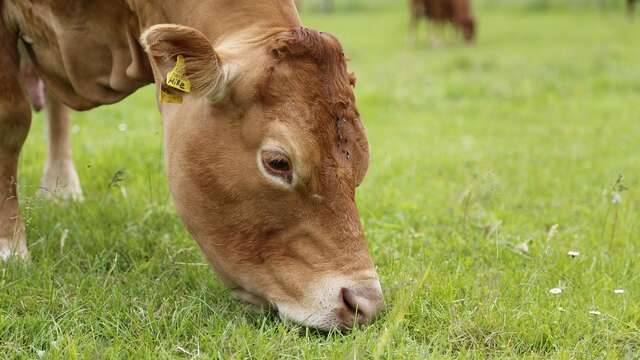 Gaec du Lac - viande bovine limousine Bio