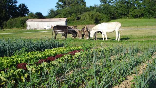 Légumes bio de la ferme "Âne et Carotte"