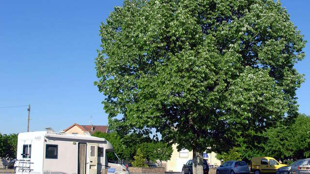 Aire de pique-nique - Champ de foire