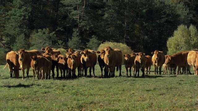 Viande bovine du GAEC du Mazardy