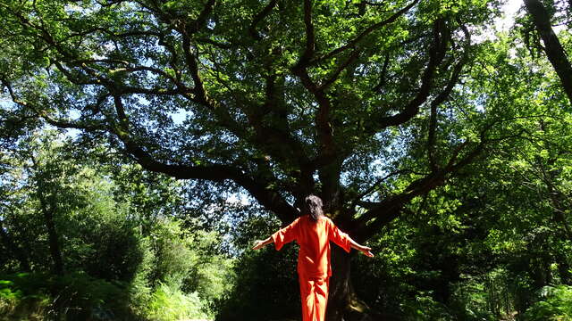 Stage de Qi Gong