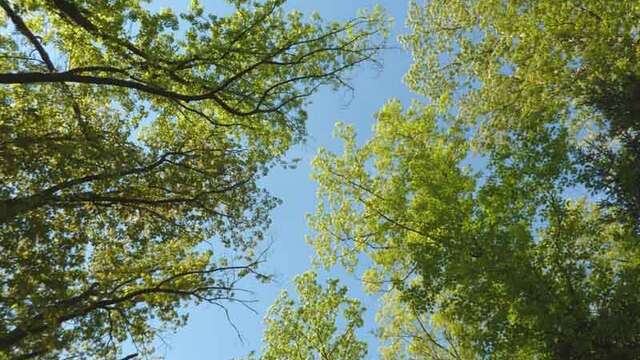 Forêt des Vaseix sentier le tour du grand bois