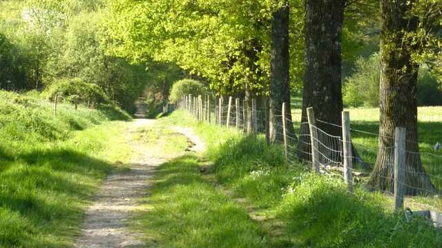 Forêt des Vaseix sentier la promenade de Chamberet