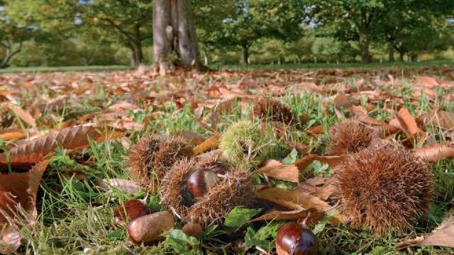 La Grande Boucle du Parc: Etape 9 : de Dournazac à St Pierre de Frugie
