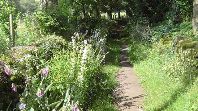 Le chemin de l'Osmonde Royale