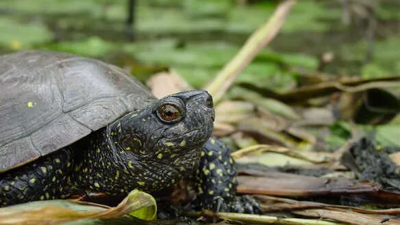 Le héron et la tortue