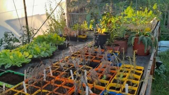 Atelier : Réaliser ses boutures de vivaces et petits fruits