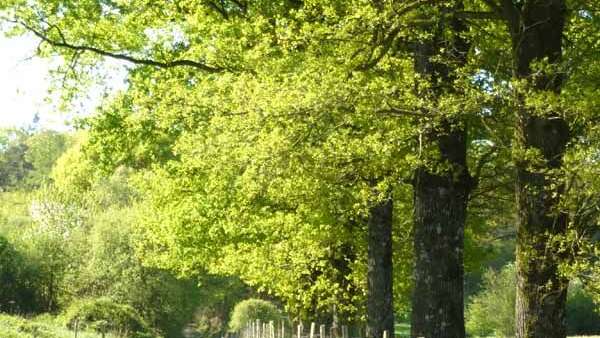 Forêt des Vaseix Sentier La promenade de l'étang