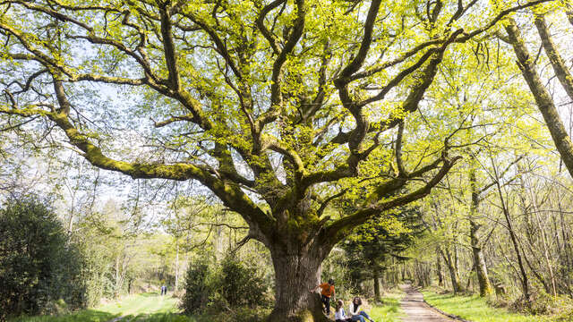 Vers le chêne de Bramefan