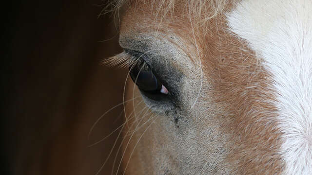 Visiter un haras : Le Haras d'Écajeul