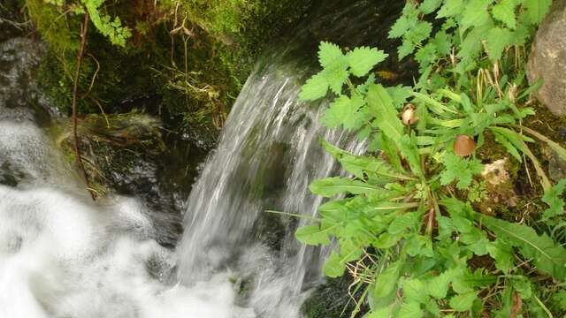 La Source de l'Orbiquet