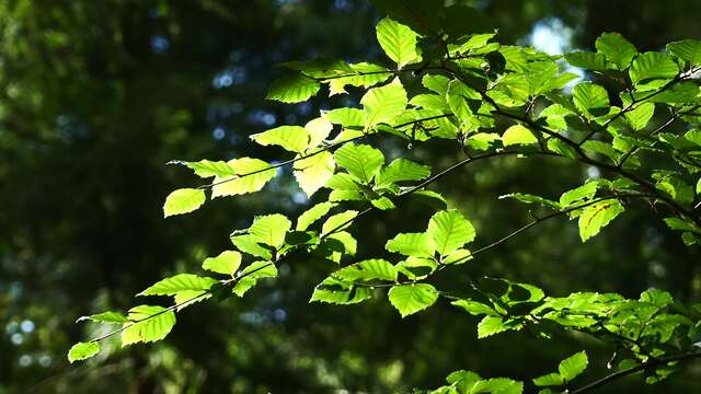 Contes de la Chandeleur à la Biscuiterie Ménou, balade et goûter