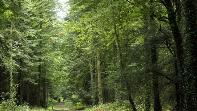 Forêt de Beffou