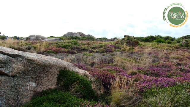Les landes de Ploumanac'h ou les prémices du Conservatoire du Littoral