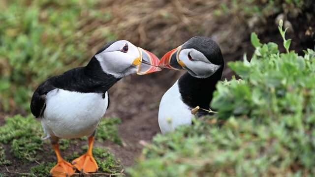 Exposition "Voyages sauvages le long des côtes celtiques" ☘️