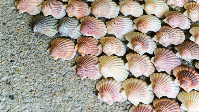 Visite en breton de l'exposition La nature elle-même d'herman de vries
