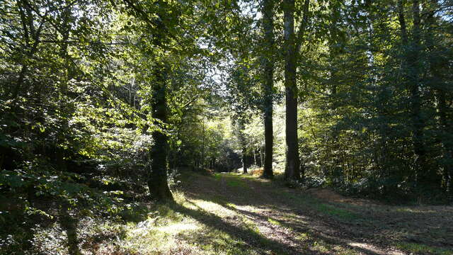 Circuit VTT sur les hauteurs forestières de Beffou