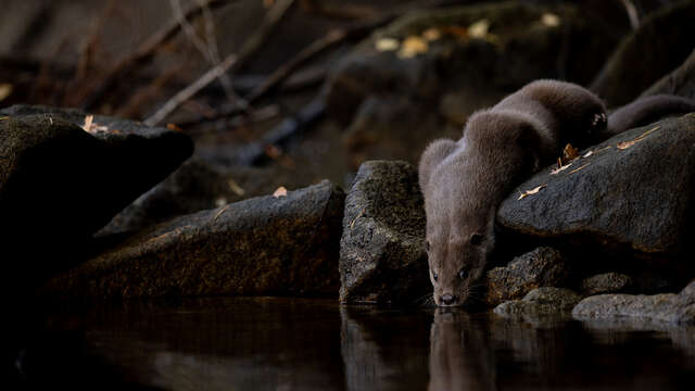 La quête de la Loutre d’Europe - Conférence - Léguer en fête