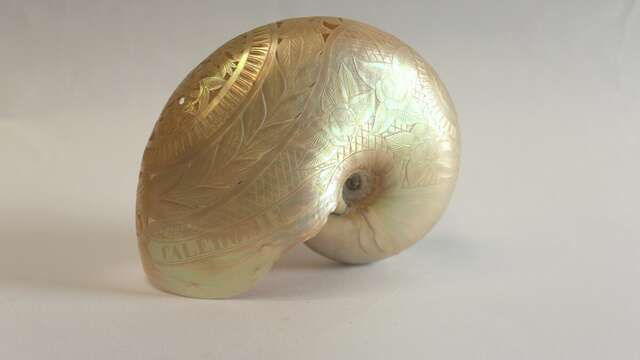 Les jeudis du musée : Les collections océaniennes