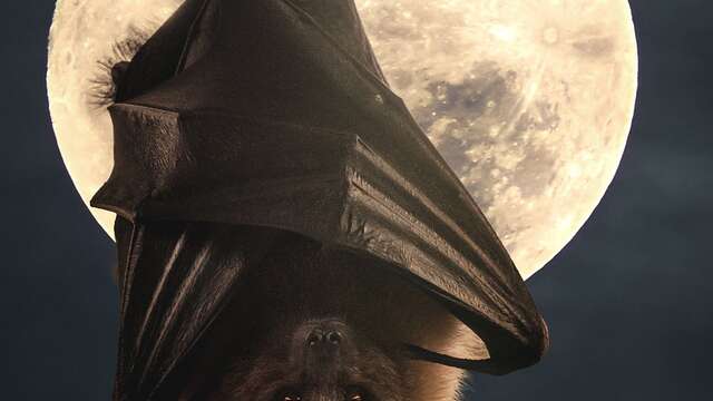 Nuit de la Chauve-souris