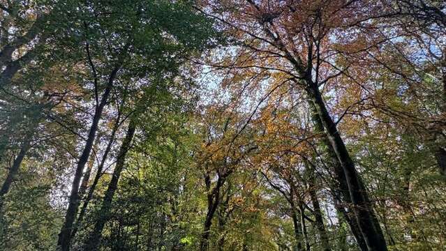 Printemps de la biodiversité - Balade botanique et initiation à la reliance végétale