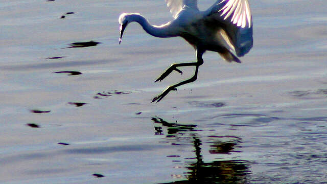 Sortie nature - Découverte des oiseaux du littoral
