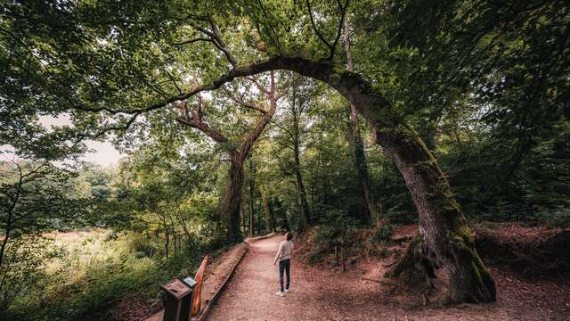 Le bois de Penfoulic