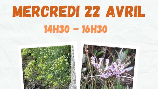 Sortie nature - Découverte des plantes du littoral