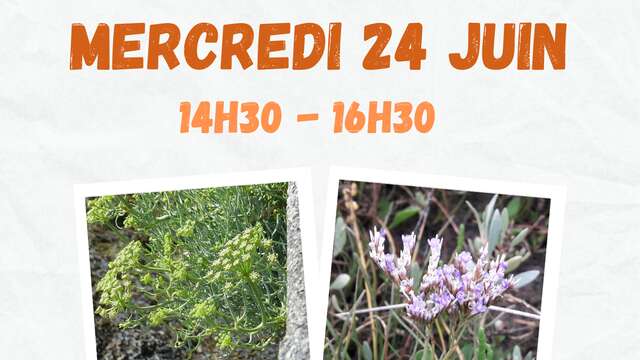 Sortie nature - Découverte des plantes du littoral