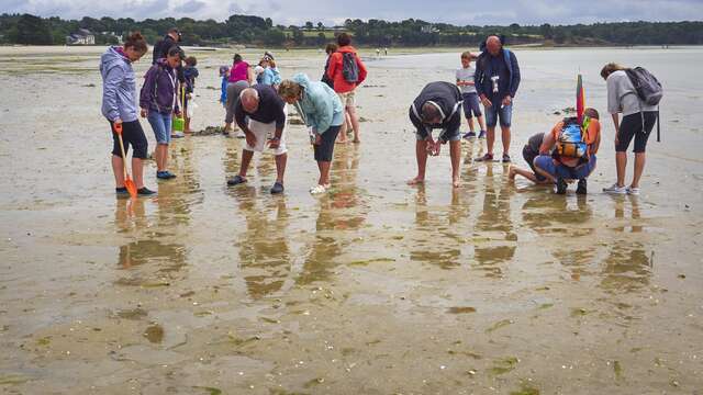 Sortie nature : grande marée