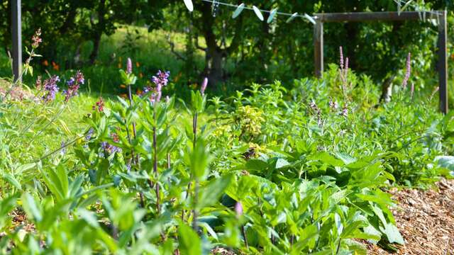 Balade découverte du Jardin des Sens