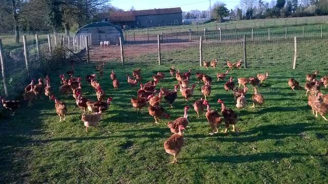 Volailles et oeufs fermiers de la ferme des Chabo'T