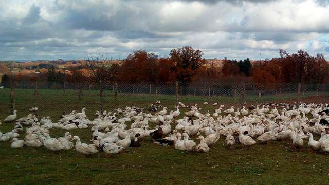 Produits frais et conserves de canards gras - Ferme de Lauzanne