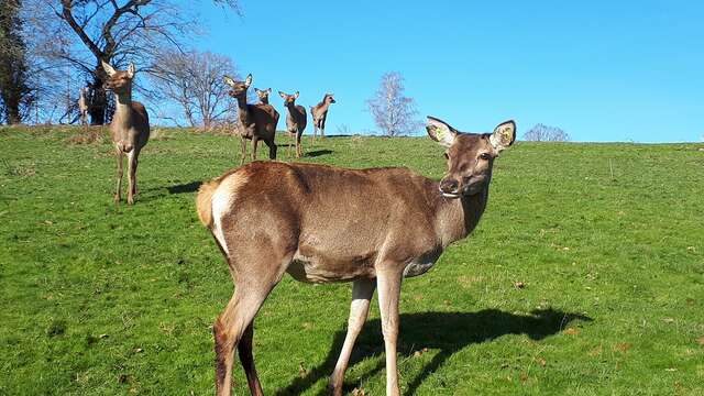 Les cerfs de Secondat