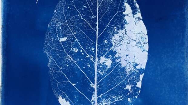 Atelier Cyanotype