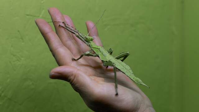 Spécial pâques à la Cité des Insectes !