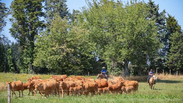 Visite d'un élevage de vaches limousines et de chevaux de western