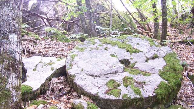 Visite commentée du sentier des meulières