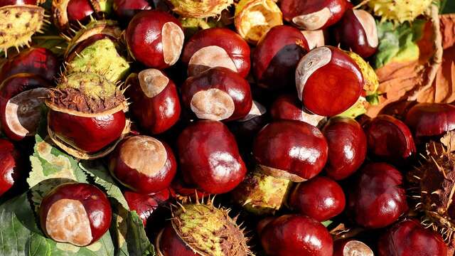 Coopérative fruitière Limdor : Unité de Collecte Marrons Châtaignes