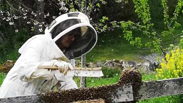 L'abeille sentinelle de l'environnement