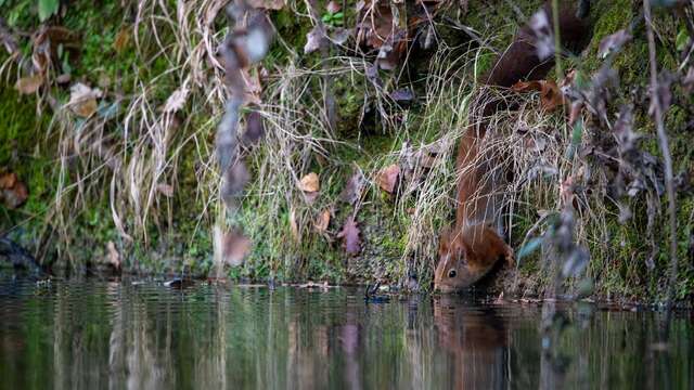TRACES DES ANIMAUX DU LEZ