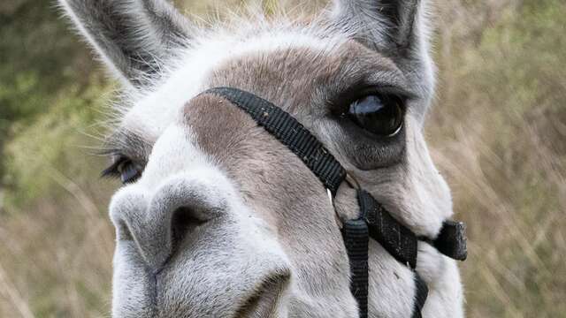 LAMADOUÉ FERME ANIMALIERE