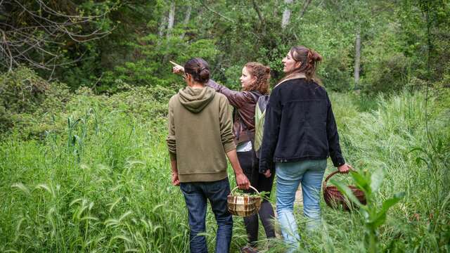 LES CUEILLEUSES SAUVAGES - SORTIES DÉCOUVERTE DES PLANTES SAUVAGES