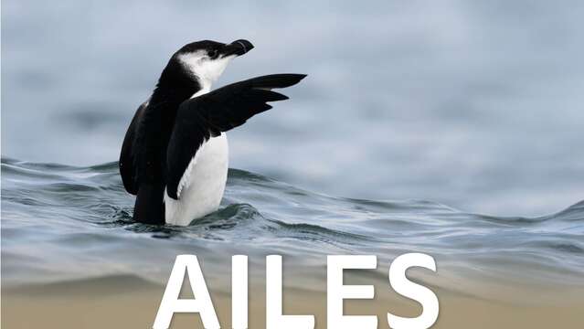 EXPOSITION "AILES DE MÉDITERRANÉE"