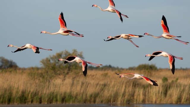 BALADES AU CRÉPUSCULE AU PARC ORNITHOLOGIQUE DE PONT GAU