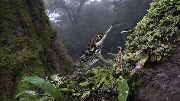 EXPOSITION : DES JUNGLES, DES ÎLES ET DES HOMMES