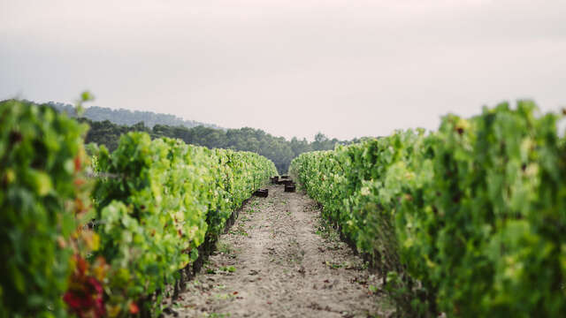 PIC SAINT LOUP WINE & FOOD TOUR