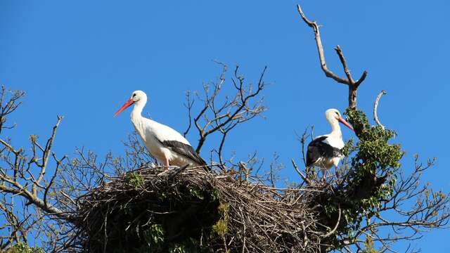 RANDONNEE SENTIER DES TAMARIS - SITE NATUREL PROTÉGÉ DU MÉJEAN