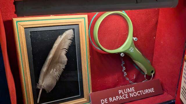 MEDIATION EXPO ENFANTS : LES MERCREDIS DE LA NUIT